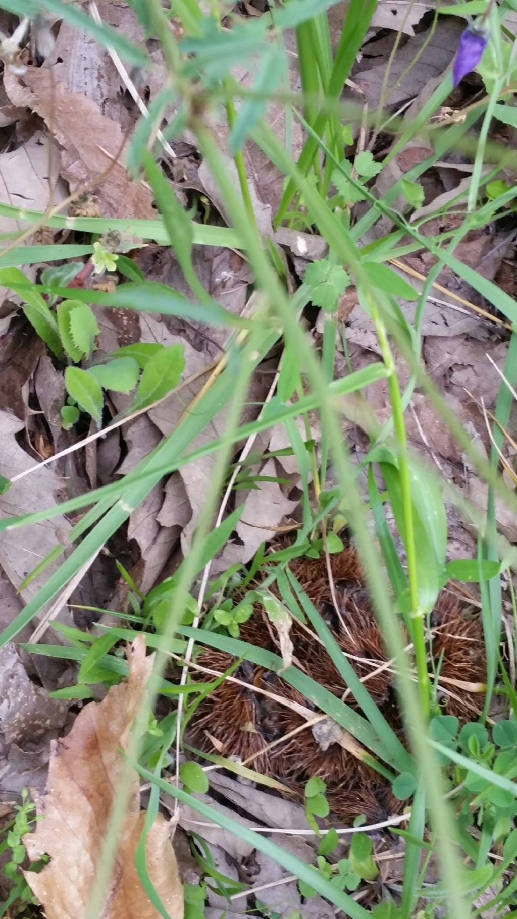 Sanguisorba sp.  (Rosaceae)